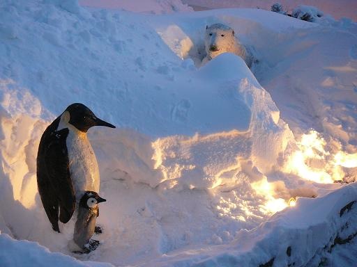 Pingvin & Isbjörn